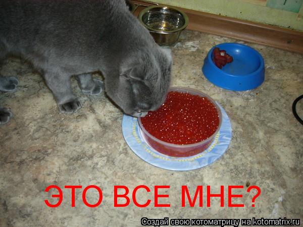 Котоматрица: ЭТО ВСЕ МНЕ?