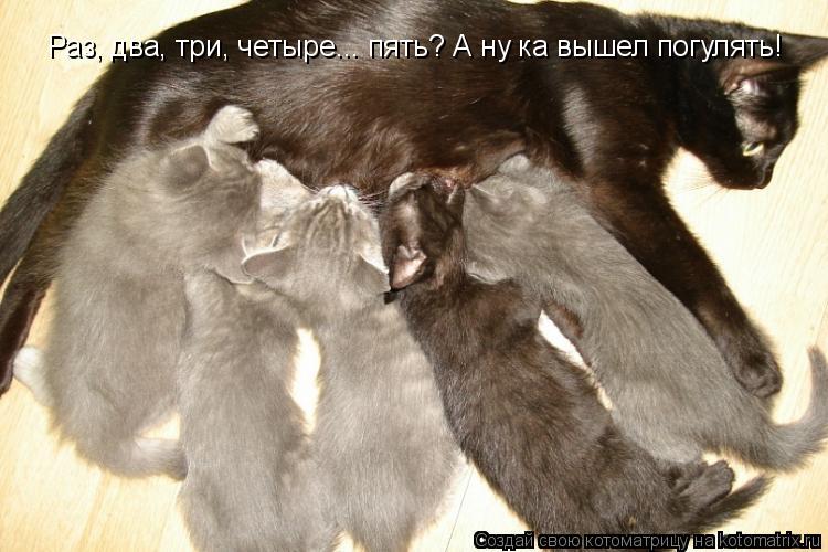 Котоматрица: Раз, два, три, четыре... пять? А ну ка вышел погулять!