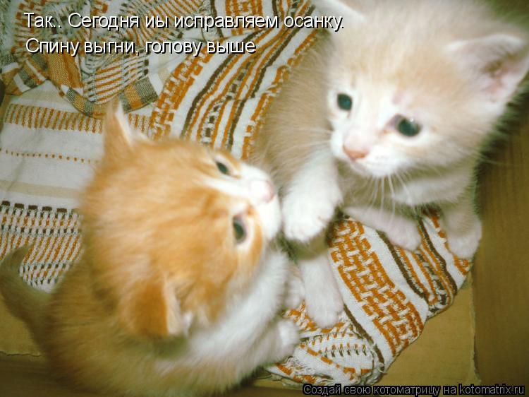 Котоматрица: Так.. Сегодня иы исправляем осанку. Спину выгни, голову выше