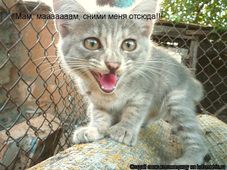 Котоматрица: Мам, мааааааам, сними меня отсюда!!!