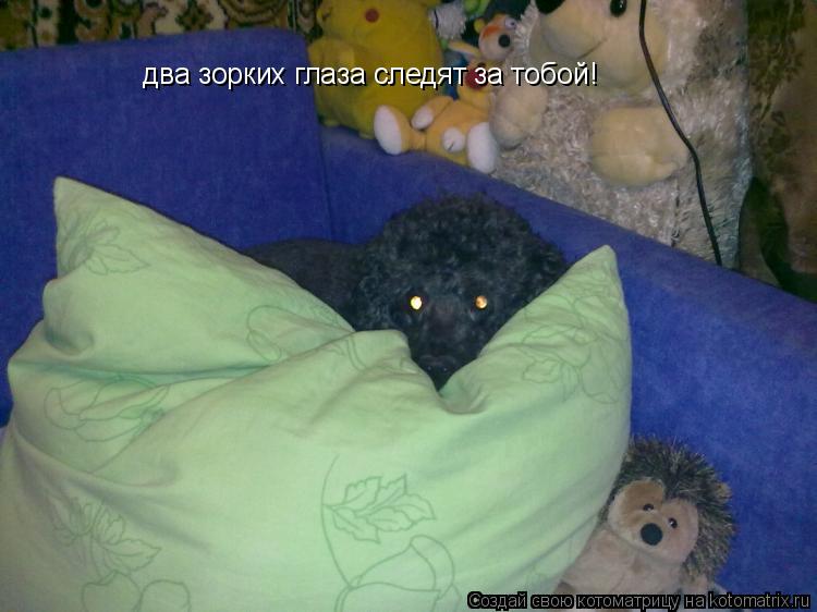 Котоматрица: два зорких глаза следят за тобой!