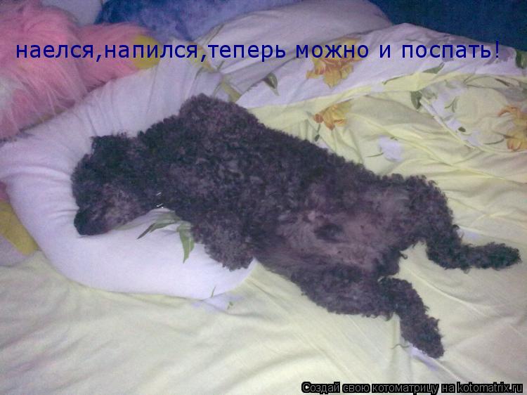 Котоматрица: наелся,напился,теперь можно и поспать!