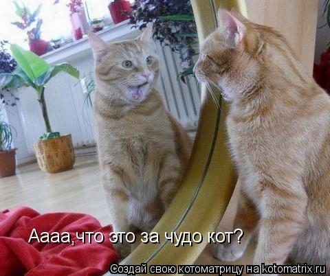 Котоматрица: Аааа,что это за чудо кот?