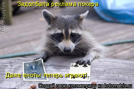 Котоматрица: Задолбала реклама покера Даже еноты теперь играют!