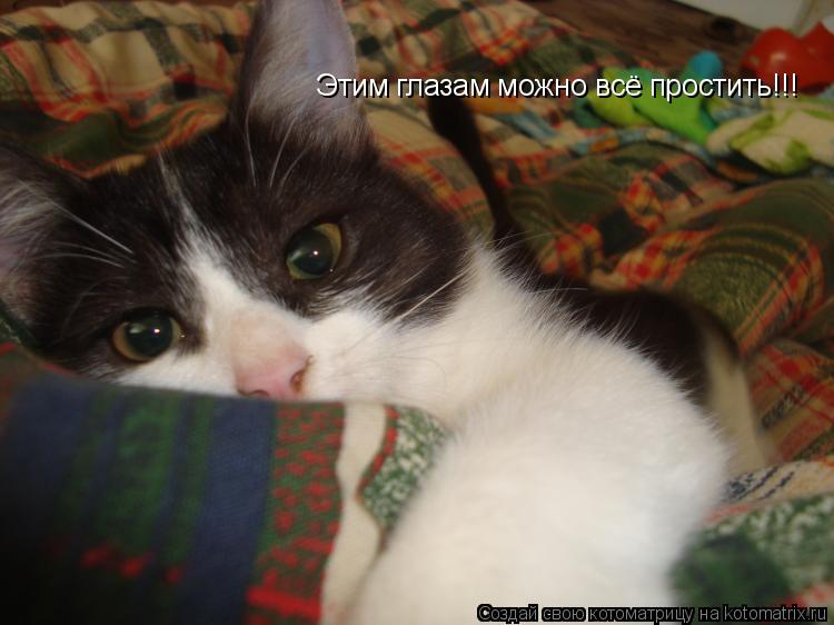 Котоматрица: Этим глазам можно всё простить!!!