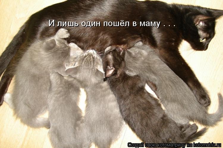 Котоматрица: И лишь один пошёл в маму . . .