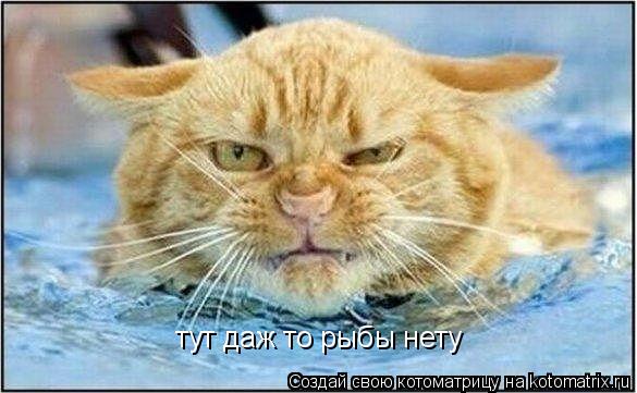 Котоматрица: тут даж то рыбы нету