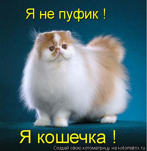 Котоматрица: Я не пуфик ! Я кошечка !