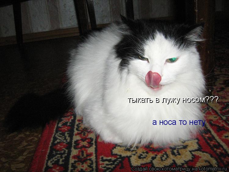 Котоматрица: тыкать в лужу носом??? а носа то нету