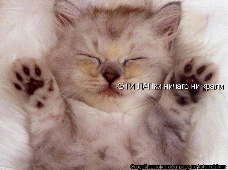 Котоматрица: -ЭТИ ЛАПки ничаго ни крали