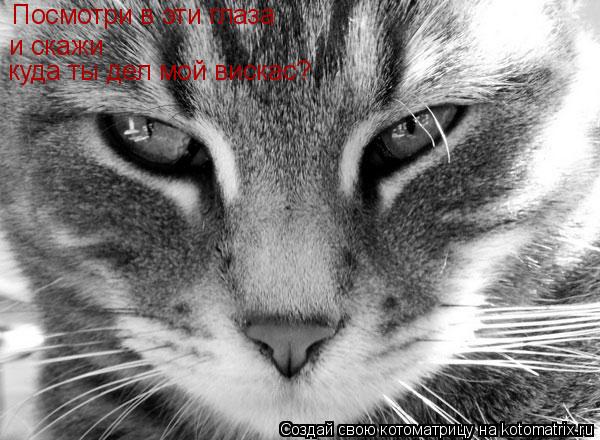 Котоматрица: Посмотри в эти глаза и скажи  Посмотри в эти глаза куда ты дел мой вискас?