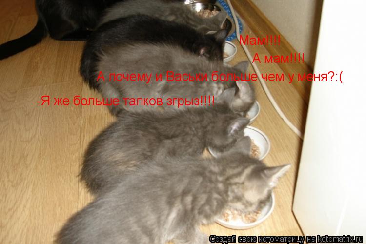 Котоматрица: Мам!!!! А мам!!!!  А почему и Васьки больше чем у меня?:( -Я же больше тапков згрыз!!!!