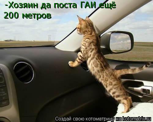 Котоматрица: -Хозяин да поста ГАИ ещё 200 метров