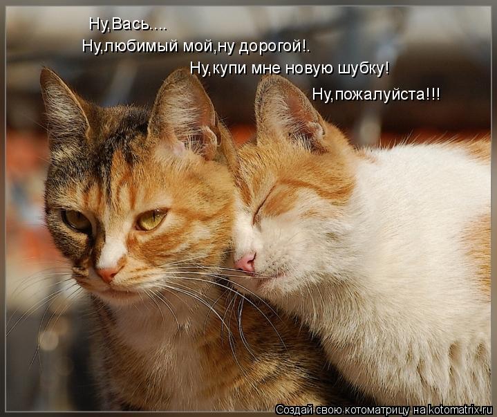Котоматрица: Ну,Вась.... Ну,любимый мой,ну дорогой!. Ну,купи мне новую шубку! Ну,пожалуйста!!!