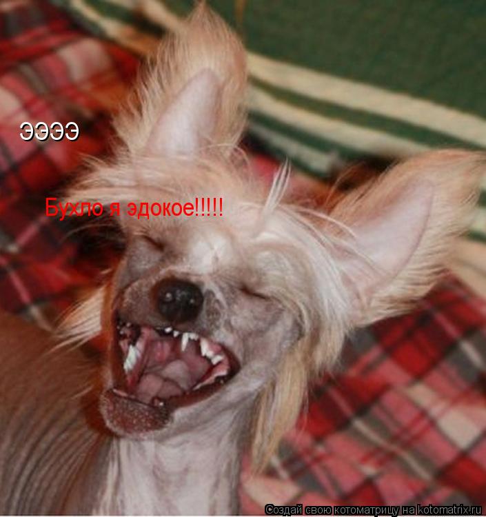 Котоматрица: ЭЭЭЭ Бухло я эдокое!!!!!