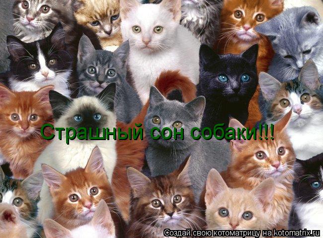 Котоматрица: Страшный сон собаки!!!