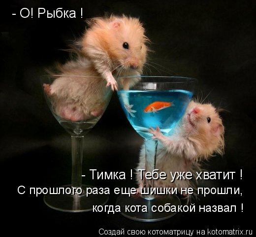 Котоматрица: - О! Рыбка ! - Тимка ! Тебе уже хватит ! С прошлого раза еще шишки не прошли, когда кота собакой назвал !
