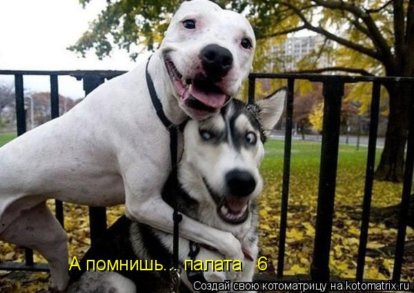 Котоматрица: А помнишь... палата № 6