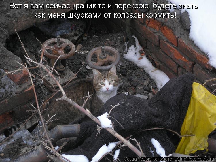 Котоматрица: Вот я вам сейчас краник то и перекрою, будете знать  как меня шкурками от колбасы кормить!
