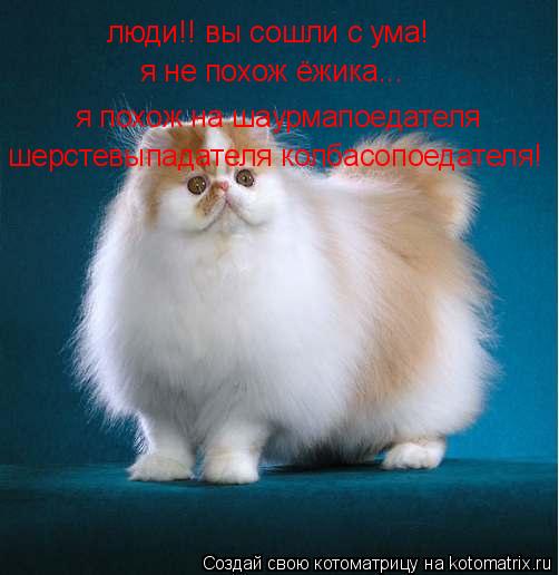люди!! вы сошли с ума! я не похож ёжика... я похож на шаурмапоедателя шерстевыпадателя колбасопоедат... Котоматрица: люди!! вы сошли с ума! я не похож ёжика... я похож на шаурмапоедателя шерстевыпадателя колбасопоедателя!