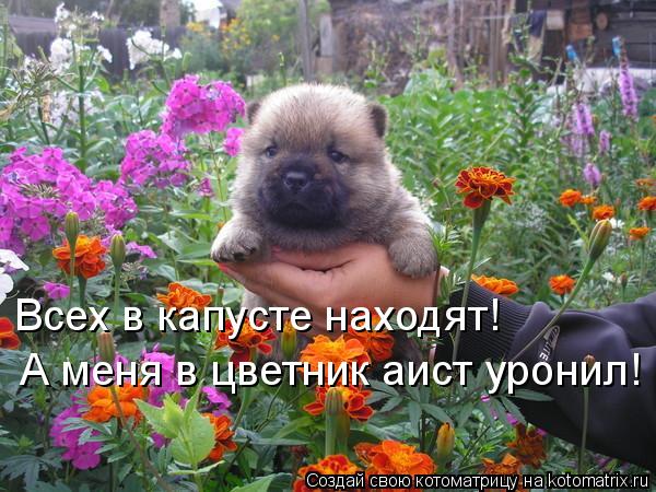 Всех в капусте находят! А меня в цветник аист уронил!... Котоматрица: Всех в капусте находят! А меня в цветник аист уронил!