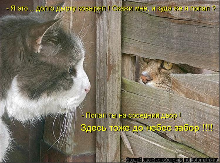 Котоматрица: - Я это... долго дырку ковырял ! Скажи мне, и куда же я попал ? - Попал ты на соседний двор ! Здесь тоже до небес забор !!!!