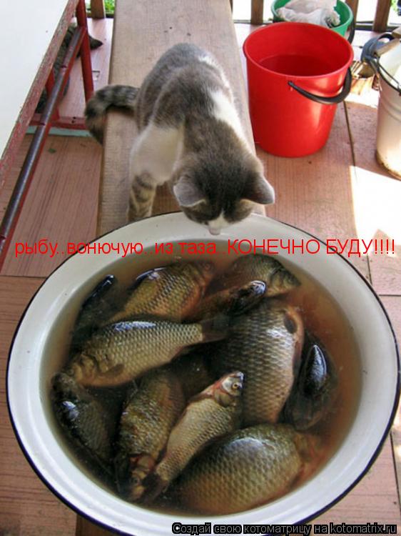 Котоматрица: рыбу..вонючую..из таза..КОНЕЧНО БУДУ!!!!