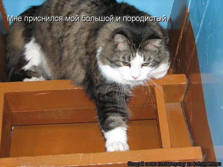 Котоматрица: Мне приснился мой большой и породистый