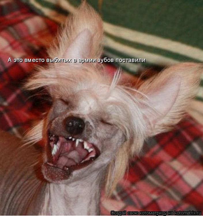 Котоматрица: А это вместо выбитых в армии зубов поставили