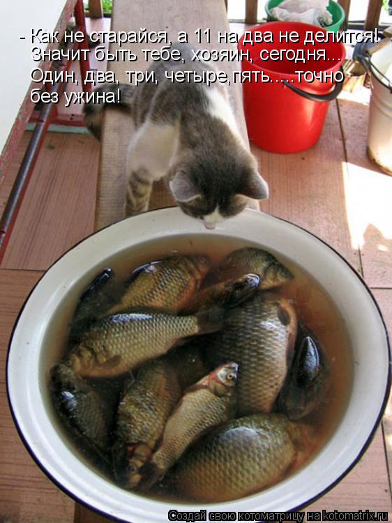 Котоматрица: - Как не старайся, а 11 на два не делится! Значит быть тебе, хозяин, сегодня...  Один, два, три, четыре,пять.....точно без ужина!