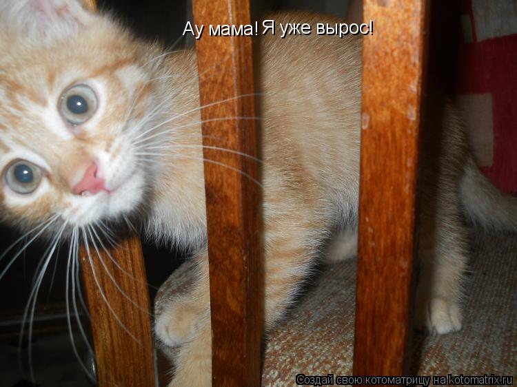 Котоматрица: Ау мама! Я уже вырос!