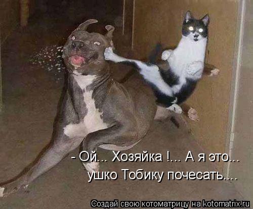 Котоматрица: - Ой... Хозяйка !... А я это... ушко Тобику почесать....