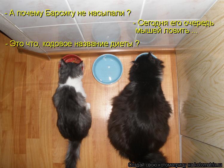 Котоматрица: - А почему Барсику не насыпали ? - Сегодня его очередь мышей ловить ... - Это что, кодовое название диеты ?