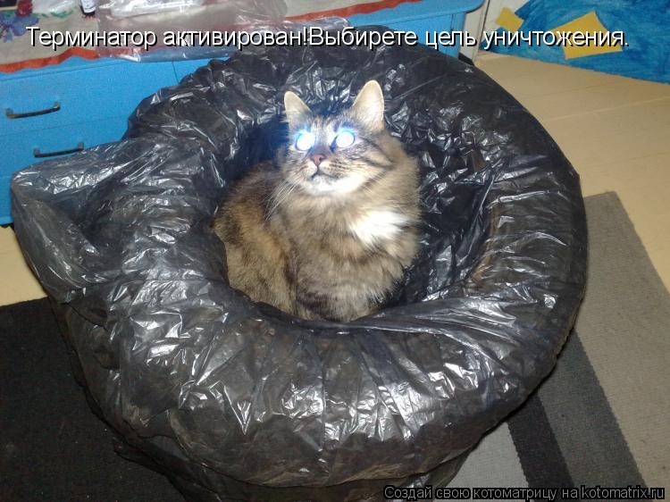 Котоматрица: Терминатор активирован!Выбирете цель уничтожения.