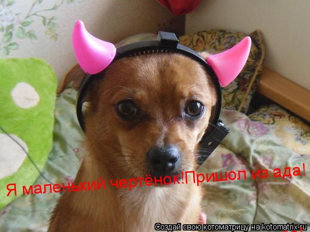 Котоматрица: Я маленький чертёнок!Пришол из ада! Я маленький чертёнок!Пришол из ада! Я маленький чертёнок!Пришол из ада!