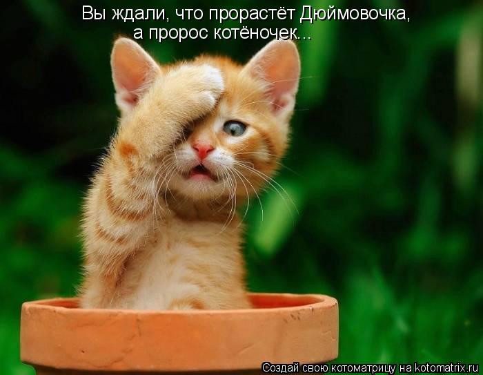 Котоматрица: Вы ждали, что прорастёт Дюймовочка, а пророс котёночек...