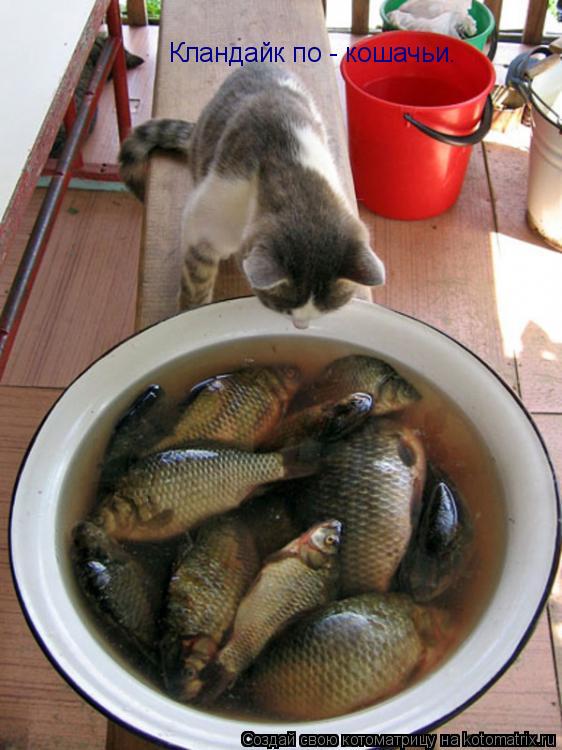 Котоматрица: Кландайк по - кошачьи.