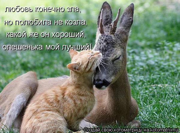 Котоматрица: любовь конечно зла,  но полюбила не козла,  какой же он хороший,  олешенька мой лучший!