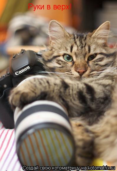 Котоматрица: Руки в верх!