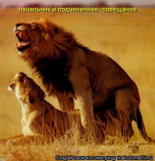 Котоматрица: начальник и подчиненная -совещание