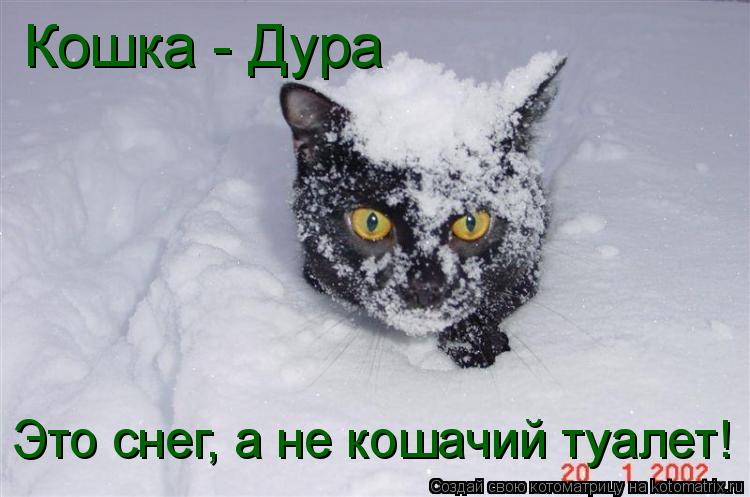 Котоматрица: Кошка - Дура Это снег, а не кошачий туалет!