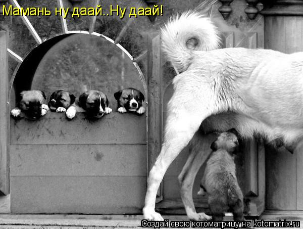 Котоматрица: Мамань ну даай..Ну даай!  Мамань ну даай..Ну даай!
