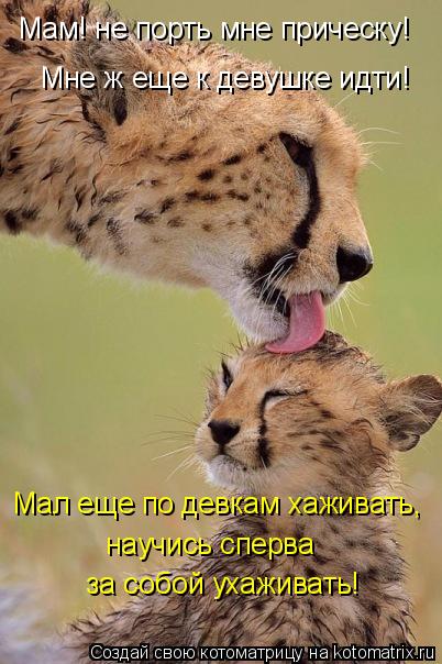 Котоматрица: Мам! не порть мне прическу! Мне ж еще к девушке идти!  Мал еще по девкам хаживать,  научись сперва  за собой ухаживать!