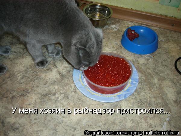 Котоматрица: У меня хозяин в рыбнадзор пристроился...