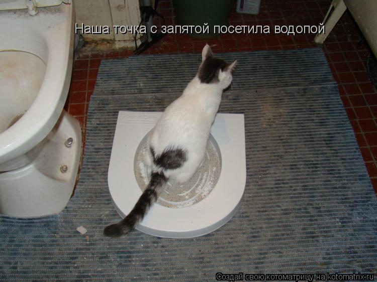 Котоматрица: Наша точка с запятой посетила водопой