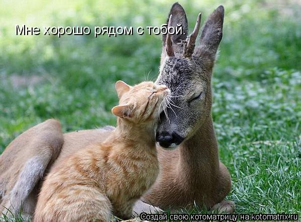 Котоматрица: Мне хорошо рядом с тобой.