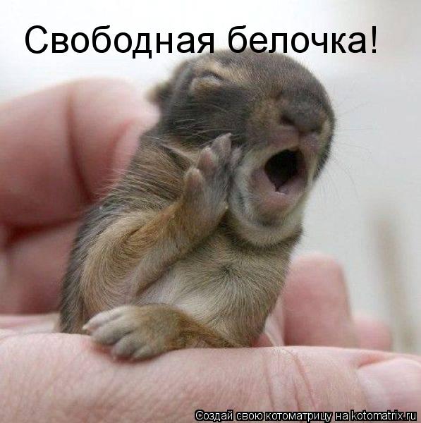 Свободная белочка!... Котоматрица: Свободная белочка!