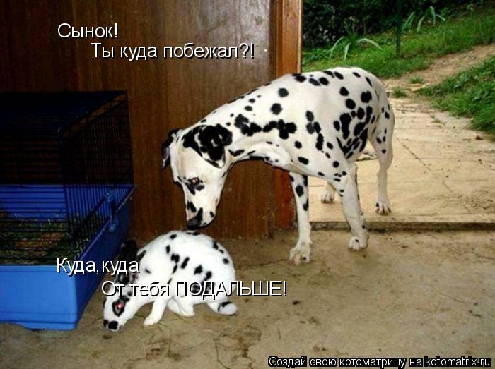 Котоматрица: Сынок! Ты куда побежал?! Куда,куда От тебя ПОДАЛЬШЕ!