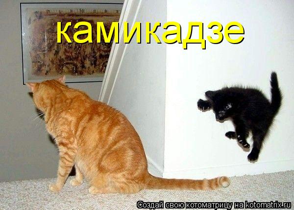 Котоматрица: камикадзе