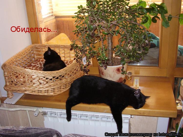 Котоматрица: Обиделась...